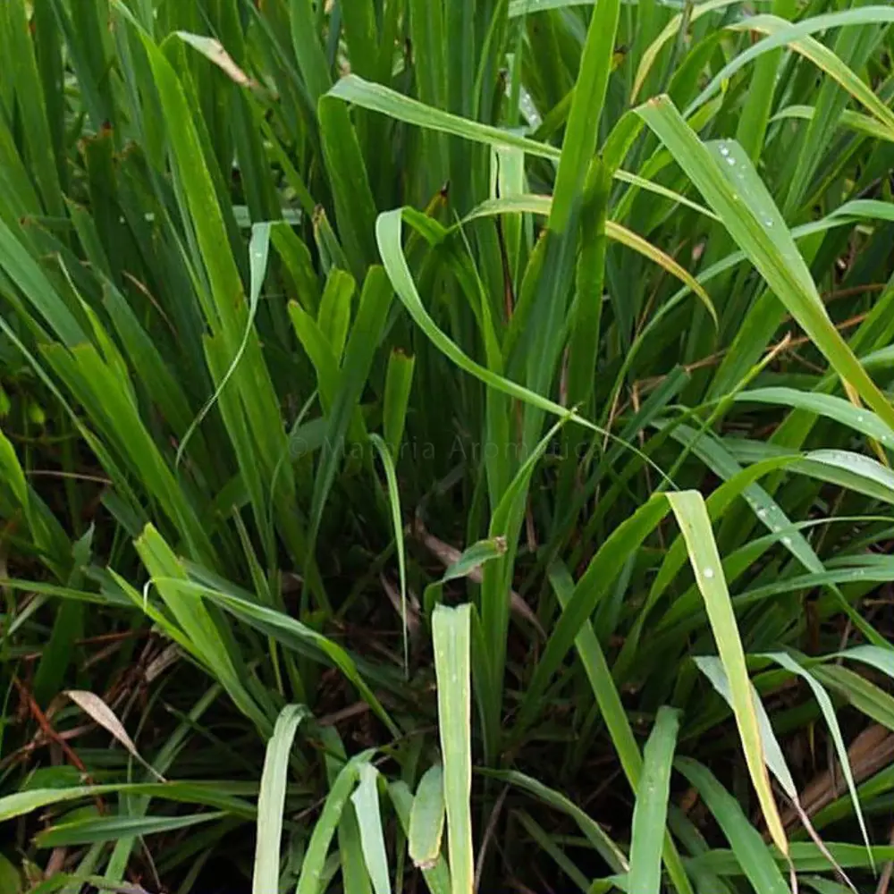 Image of Natural Citronella