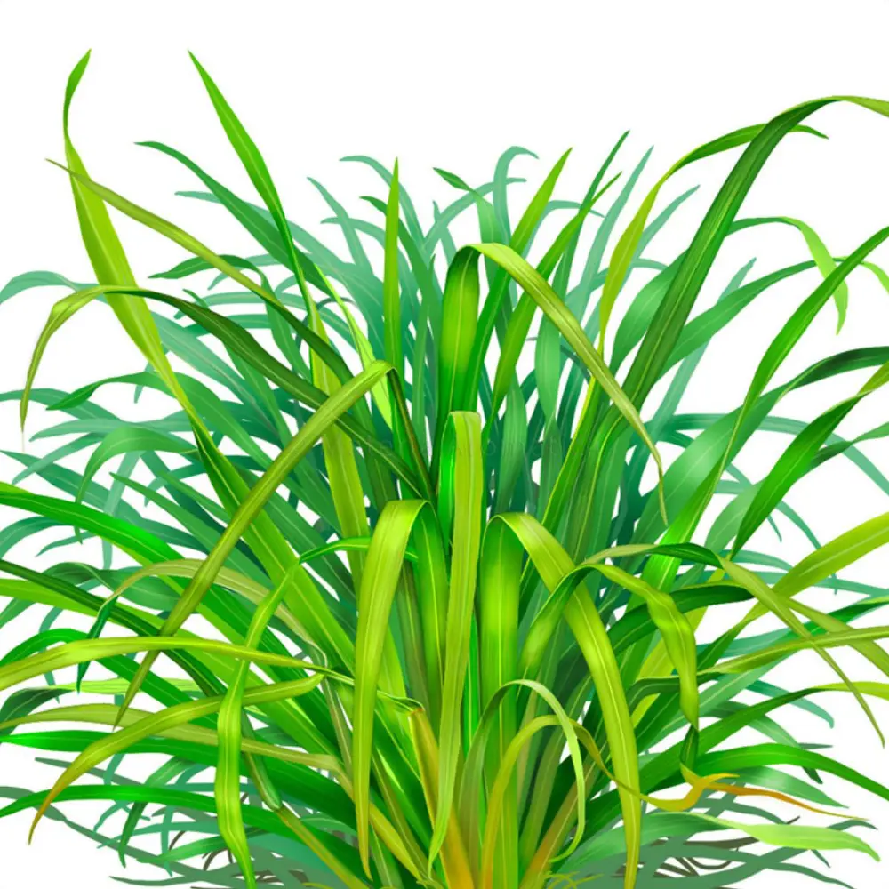 Image of Natural Lemongrass